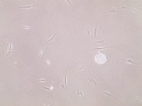 cell 오염 확인부탁드려요 ㅠ | 실험 Q&A > 커뮤니티 | BRIC