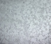 셀이 죽은거 같나요..? | 실험 Q&A > 커뮤니티 | BRIC 셀이 죽은거 같나요..?  | 실험 Q&A > 커뮤니티 | BRIC