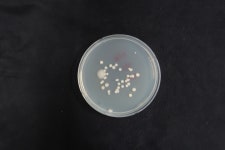 LB Medium에서 배양 후 colony만 확인한 미지 세균의 bacterial identification | 실험 Q&A > 커뮤니티 | BRIC
