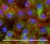 Bio resource | 바이오마켓-연구용제품 게시판목록 | 연구용제품 > Bio마켓 | BRIC