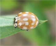 [기타]달무리무당벌레 | 기타 > 생물종 | BRIC