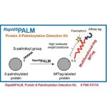 RapidSPALM, Protein S-Palmitoylation Detection Kit [F017A] & Additional Components [F017B] - Funakoshi (코아사이언스)... 