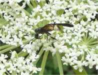 [곤충]왜곤봉호리벌 | 곤충 > 생물종 | BRIC