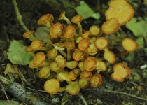 [기타]뽕나무버섯부치 | 기타 > 생물종 | BRIC