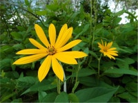 [식물]뚱딴지 | 식물 > 생물종 | BRIC