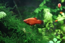 [어류]왁플래티 | 어류 > 생물종 | BRIC