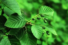 [식물]두메오리나무 | 식물 > 생물종 | BRIC