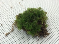 [식물]솔이끼 | 식물 > 생물종 | BRIC