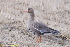 [조류]쇠기러기 | 조류 > 생물종 | BRIC