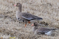 [조류]쇠기러기 | 조류 > 생물종 | BRIC