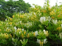 [식물]인동덩굴 | 식물 > 생물종 | BRIC