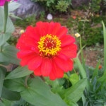 [식물]백일홍 | 식물 > 생물종 | BRIC