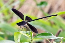 [곤충]검은물잠자리 | 곤충 > 생물종 | BRIC