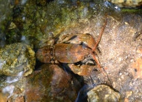 [갑각류]가재 | 갑각류 > 생물종 | BRIC