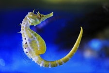 [어류]빅벨리해마 | 어류 > 생물종 | BRIC