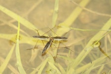 [곤충]소금쟁이 | 곤충 > 생물종 | BRIC