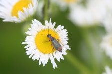 [곤충]의병벌레류 | 곤충 > 생물종 | BRIC