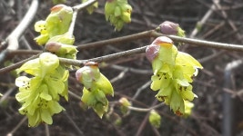 [식물]히어리 | 식물 > 생물종 | BRIC