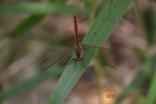 [곤충]고추좀잠자리 | 곤충 > 생물종 | BRIC