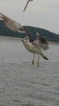 [조류]괭이갈매기 | 조류 > 생물종 | BRIC