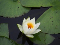 [식물]수련 | 식물 > 생물종 | BRIC