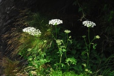 [식물]섬바디나물 | 식물 > 생물종 | BRIC