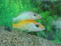 [기타]황쏘가리 | 기타 > 생물종 | BRIC