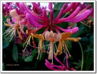 [식물]잔털인동 | 식물 > 생물종 | BRIC