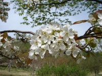 [식물]돌배나무 | 식물 > 생물종 | BRIC