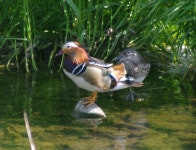 [조류]원앙 | 조류 > 생물종 | BRIC