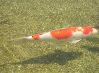 [어류]비단잉어 | 어류 > 생물종 | BRIC