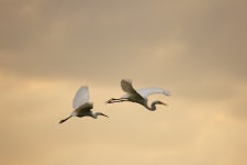 [조류]쇠기러기 | 조류 > 생물종 | BRIC