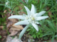 [기타]솜다리 | 기타 > 생물종 | BRIC