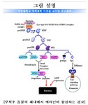 메라닌 생성 기작 규명...부산대학교 이복률 교수 | 뉴스 > Bio뉴스 > 동향 | BRIC