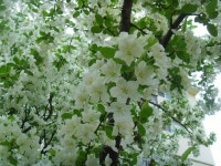 돌배나무 > BRIC 돌배나무