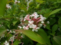 분꽃나무 > BRIC 분꽃나무