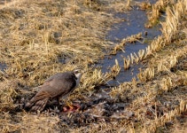 참매 > BRIC 참매