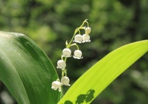 은방울꽃 > BRIC 은방울꽃