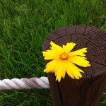 큰금계국 > BRIC 큰금계국