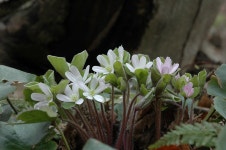 [푸른마음의 들꽃 이야기]10. 그리운 울릉도, 섬노루귀/큰연령초 | 연재 > Bio뉴스 > 동향 | BRIC