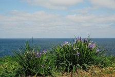 [푸른마음의 들꽃 이야기]42. 바다를 그리는 여인, 타래붓꽃/부채붓꽃 | 연재 > Bio뉴스 > 동향 | BRIC