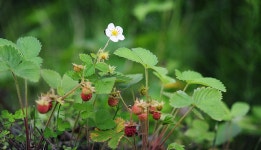 [아이디카의 꽃.나.들.이]91. 땃딸기의 이름에서 찾은 옛 땅 | 연재 > Bio뉴스 > 동향 | BRIC