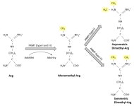 Anti-TLS/FUS(R216, R218) Antibody | 연구용제품 > Bio마켓 | BRIC