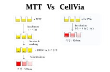 [Abfrontier] CellVia Cell viability assay kit | 연구용제품 > Bio마켓 | BRIC