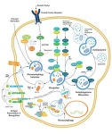 [Novus]Global no.1 Autophagy Marker 제품군을 소개합니다. | 연구용제품 > Bio마켓 | BRIC