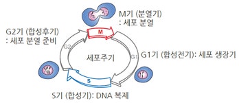 세포 주기 조절의 비밀, 전령RNA에서 찾았다...기초과학연구원 RNA 연구단 김빛내리 단장 연구팀 | 뉴스 > Bio뉴스 > 동향 | BRIC
