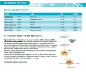[Biovendor]7월 신제품을 소개합니다! ELISA Kit, Protein, Ab | 연구용제품 > Bio마켓 | BRIC