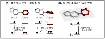 생체 탐침의 고효율 형광증폭 기술 개발 | 뉴스 > Bio뉴스 > 동향 | BRIC