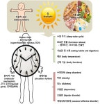 생체주기 조절 식품 및 식품성분의 연구동향 | Bio리포트 > 동향 | BRIC