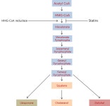 [신약개발 case studies] 9. 스타틴, 그리고 리피토 (1) | 연재 > Bio뉴스 > 동향 | BRIC